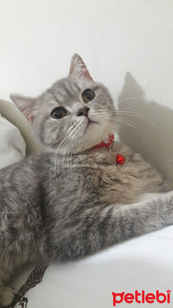 British Shorthair, Kedi Ceko fotoğrafı