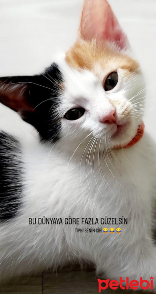 Sarman, Kedi Asi shela fotoğrafı