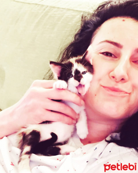 Sarman, Kedi Asi shela fotoğrafı