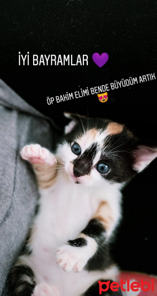 Sarman, Kedi Asi shela fotoğrafı