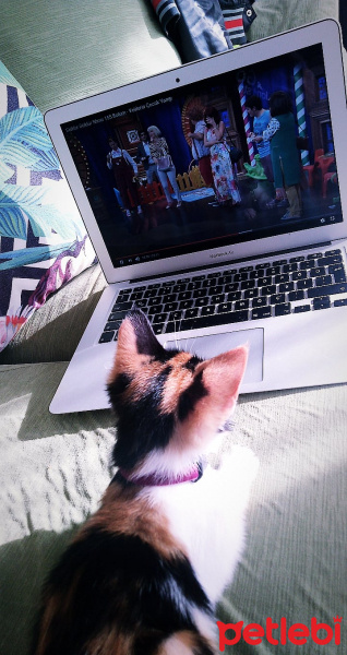 Sarman, Kedi Asi shela fotoğrafı