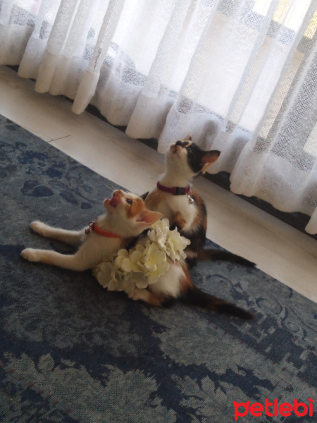 Sarman, Kedi Asi shela fotoğrafı