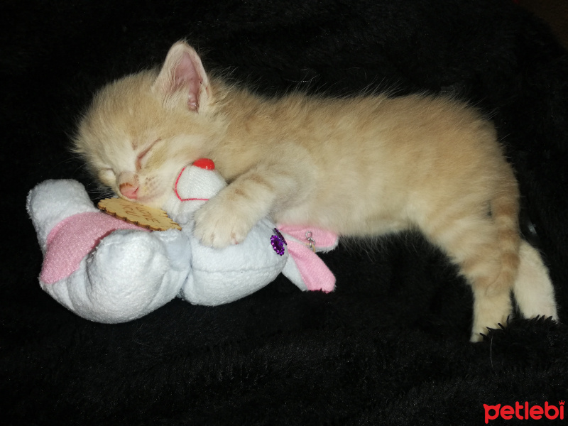 Sarman, Kedi Pofuduk fotoğrafı