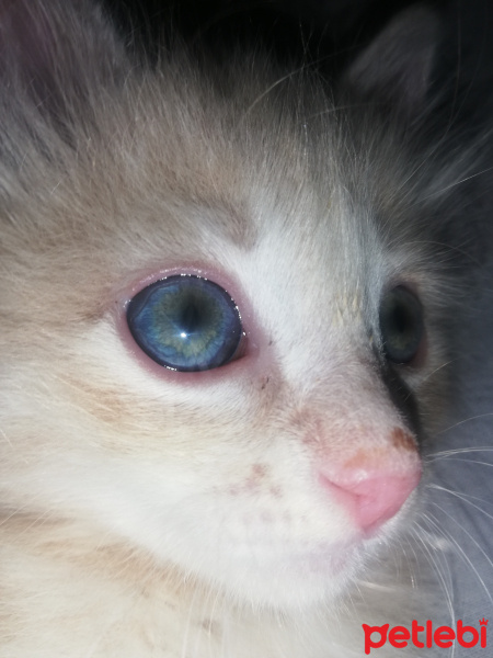 Sarman, Kedi Pofuduk fotoğrafı