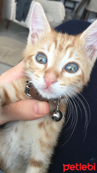 Sarman, Kedi OSCAR fotoğrafı