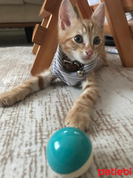 Sarman, Kedi OSCAR fotoğrafı