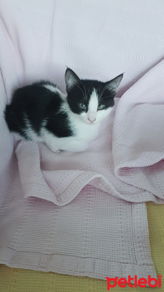 Tuxedo (Smokin) Kedi, Kedi Lokum fotoğrafı