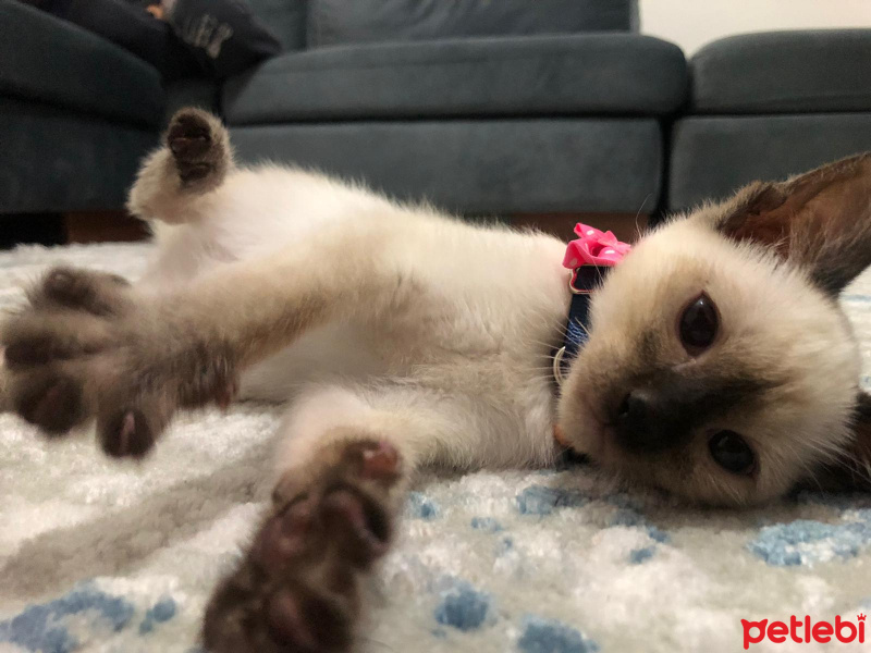 Siyam Kedisi, Kedi Badem fotoğrafı