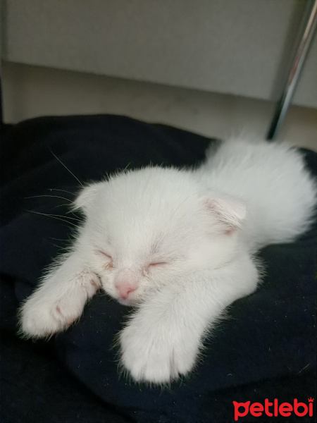 Scottish Fold, Kedi Penny fotoğrafı