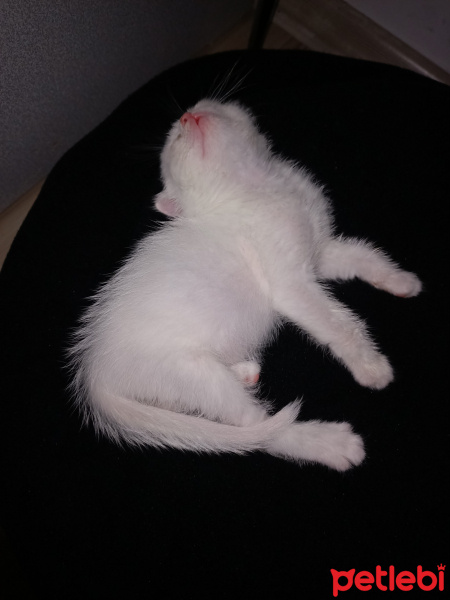 Scottish Fold, Kedi Penny fotoğrafı