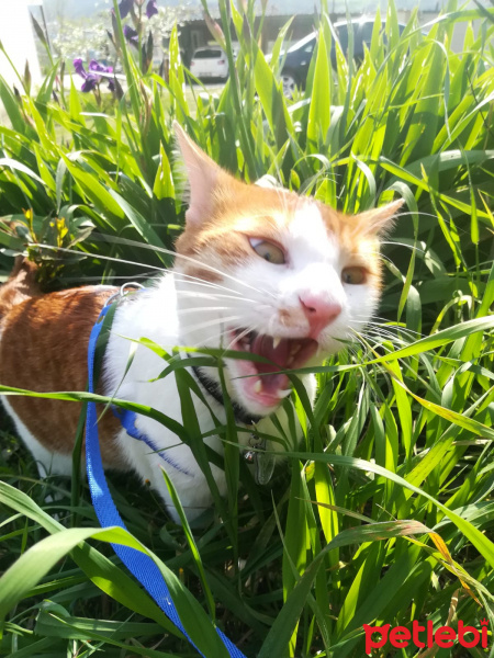 Tekir Kedi, Kedi Cash fotoğrafı