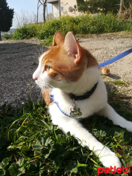 Tekir Kedi, Kedi Cash fotoğrafı