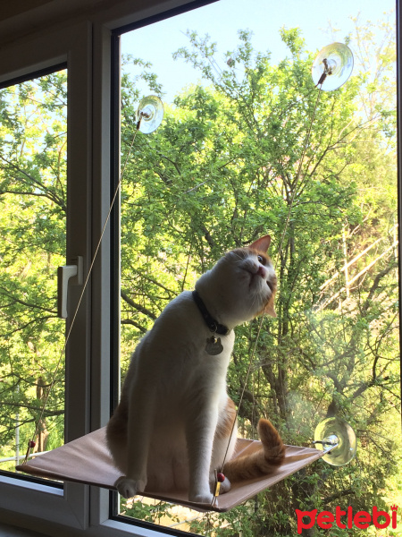 Tekir Kedi, Kedi Cash fotoğrafı