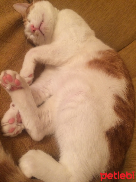 Tekir Kedi, Kedi Cash fotoğrafı