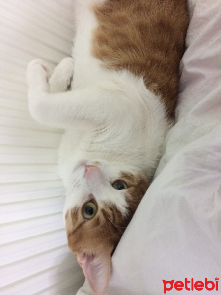 Tekir Kedi, Kedi Cash fotoğrafı