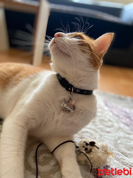 Tekir Kedi, Kedi Cash fotoğrafı