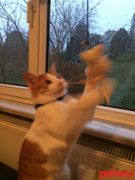 Tekir Kedi, Kedi Cash fotoğrafı