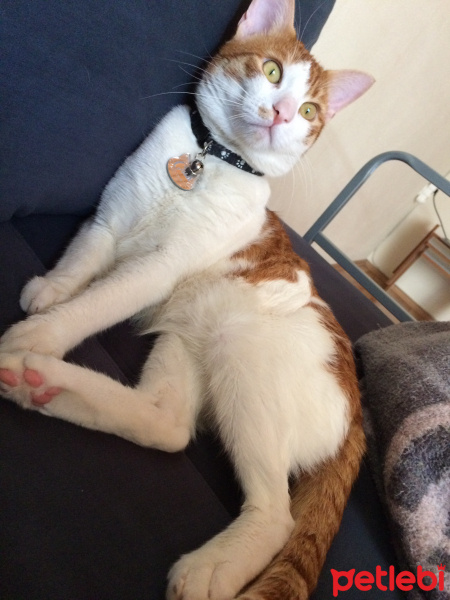 Tekir Kedi, Kedi Cash fotoğrafı