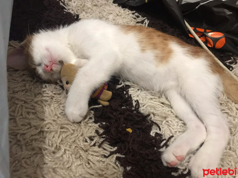 Tekir Kedi, Kedi Cash fotoğrafı