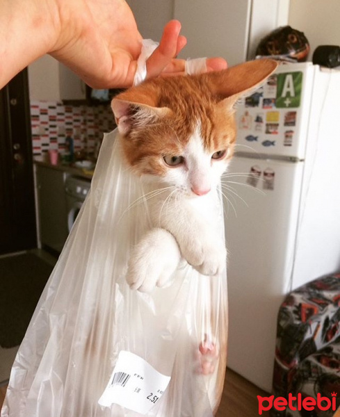 Tekir Kedi, Kedi Cash fotoğrafı