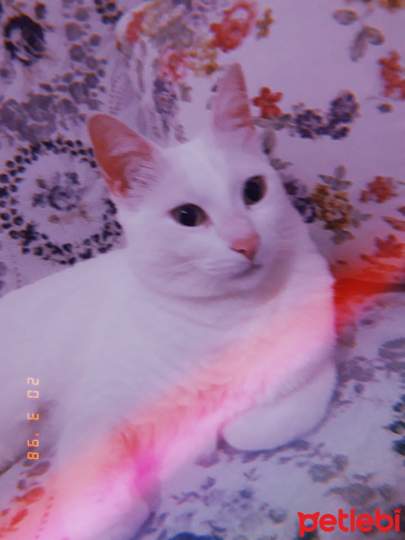 Tekir Kedi, Kedi Melinda fotoğrafı