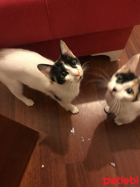 Sarman, Kedi Kardeşler fotoğrafı