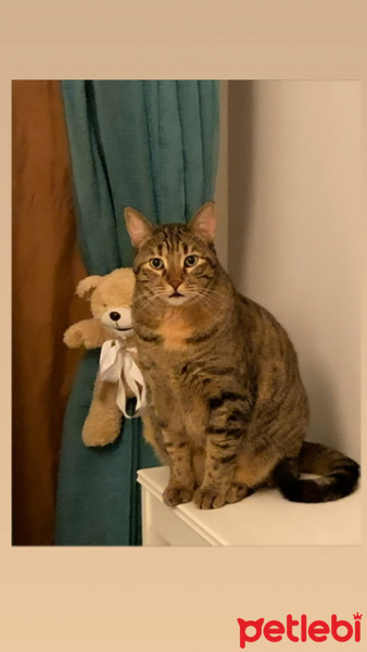 Tekir Kedi, Kedi Sakız fotoğrafı