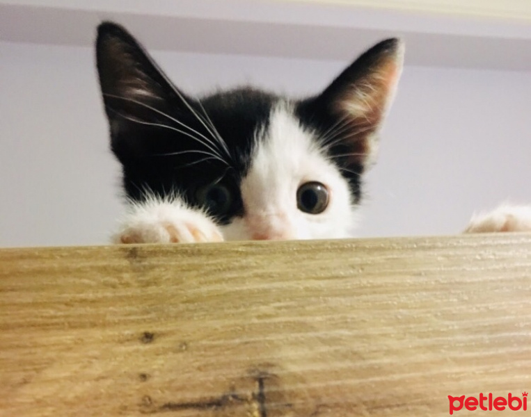 Tuxedo (Smokin) Kedi, Kedi  Derin fotoğrafı