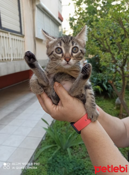 Soke, Kedi BATU fotoğrafı