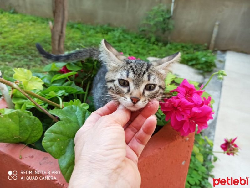 Soke, Kedi BATU fotoğrafı