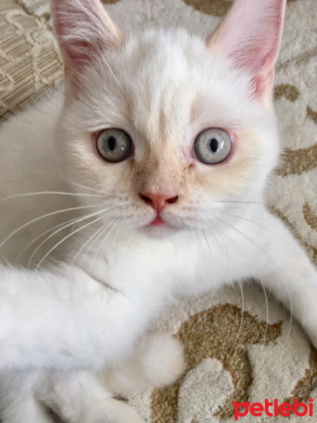 British Shorthair, Kedi Mişa fotoğrafı