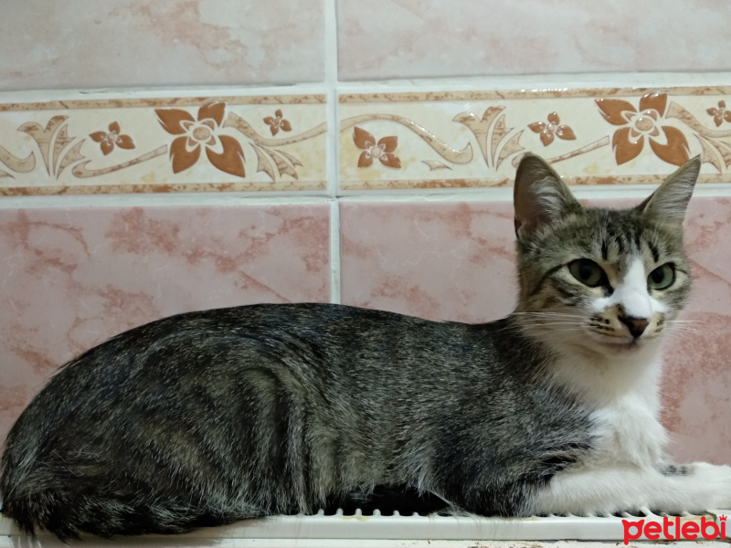 Tekir Kedi, Kedi Zobidik fotoğrafı