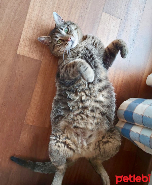 Tekir Kedi, Kedi Tommy fotoğrafı