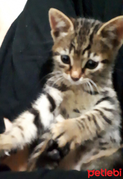 Tekir Kedi, Kedi Bade fotoğrafı