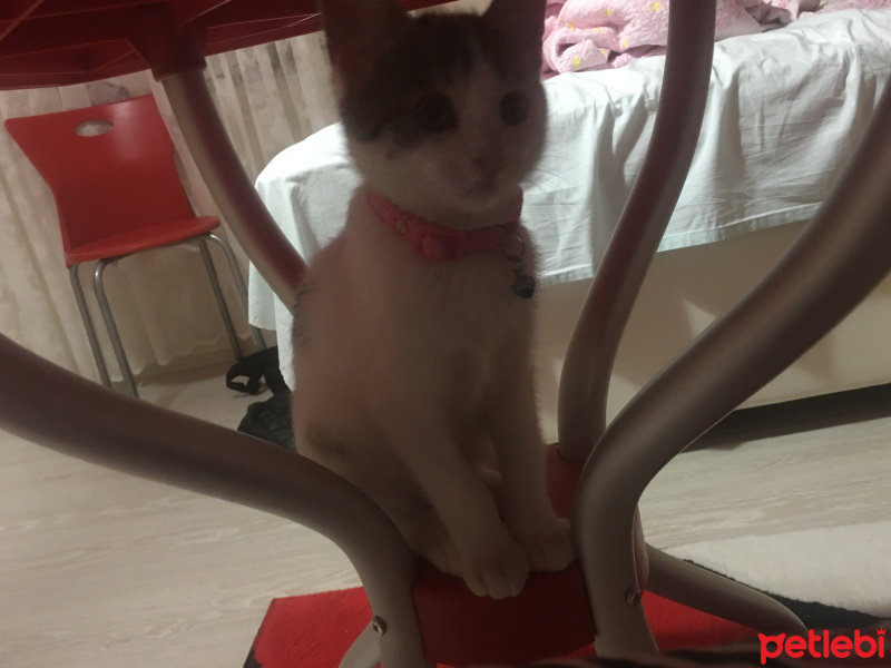 Tekir Kedi, Kedi Güllaç fotoğrafı