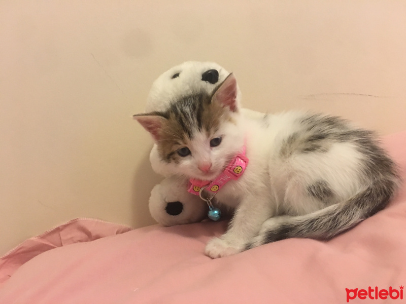 Tekir Kedi, Kedi Güllaç fotoğrafı