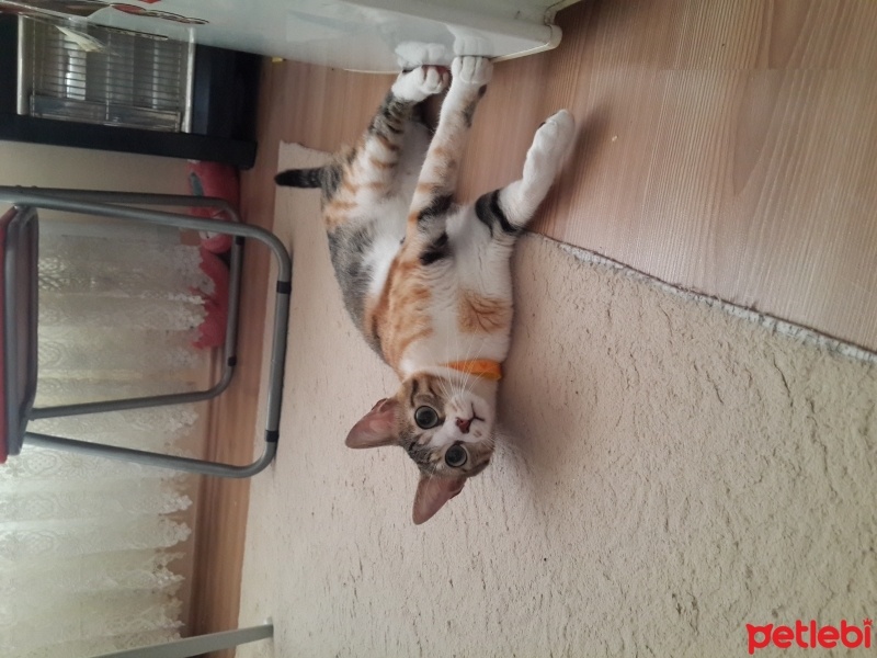 Tekir Kedi, Kedi Yui fotoğrafı