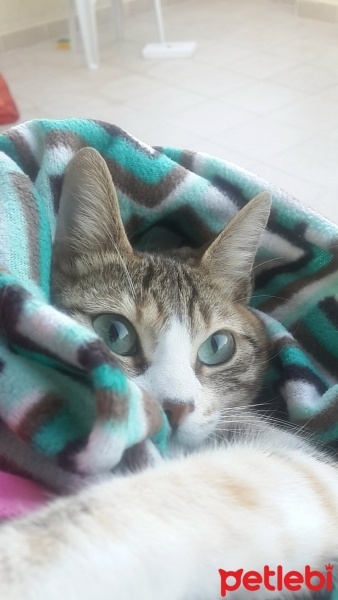 Tekir Kedi, Kedi Yui fotoğrafı