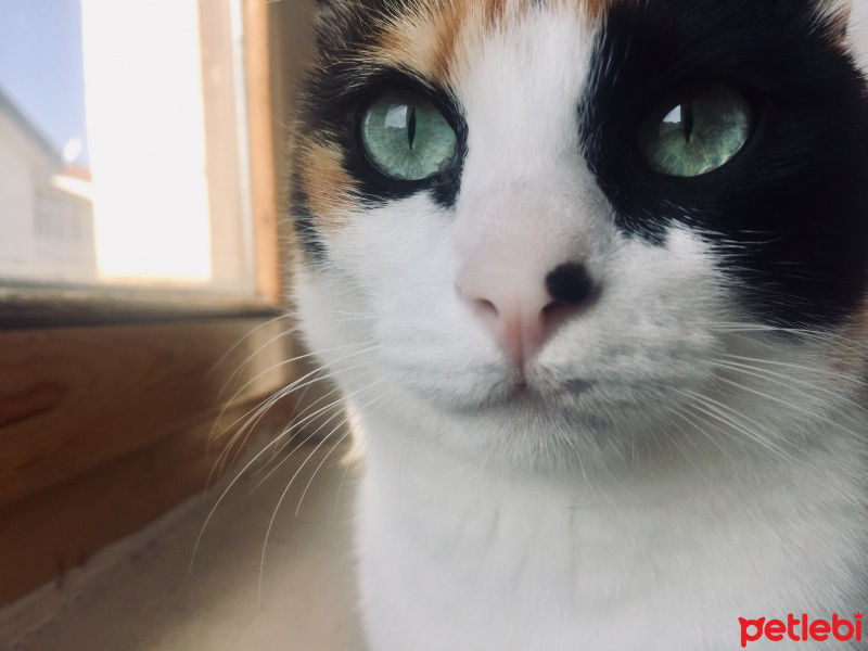 Chinchilla, Kedi Leblebi fotoğrafı