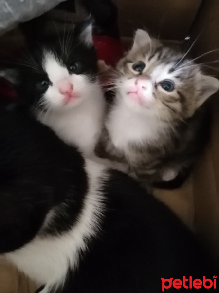 Brazilian Shorthair, Kedi  Venüs fotoğrafı