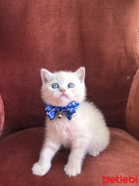 British Shorthair, Kedi Alfa fotoğrafı