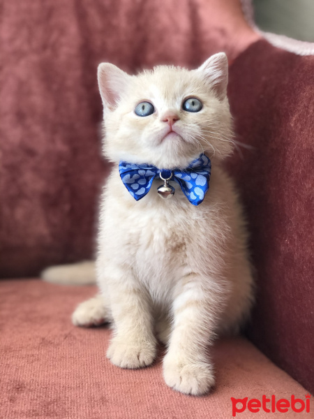 British Shorthair, Kedi Alfa fotoğrafı