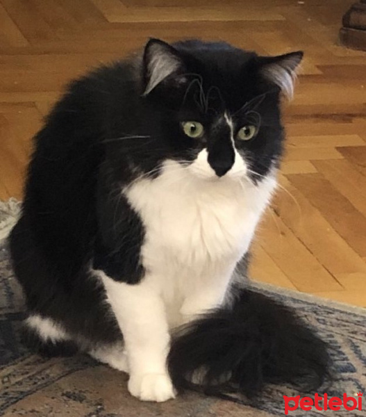 Tekir Kedi, Kedi Gary fotoğrafı