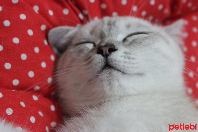 British Shorthair, Kedi İNCİ fotoğrafı
