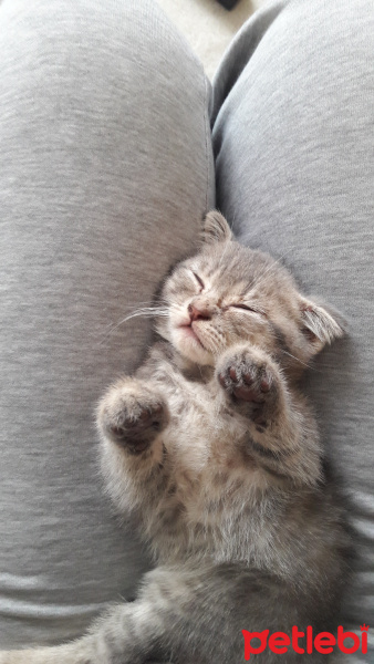 Scottish Fold, Kedi Ares fotoğrafı
