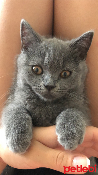 British Shorthair, Kedi Behlül fotoğrafı