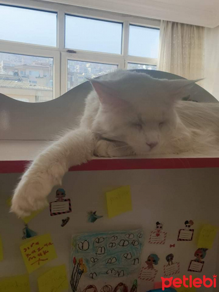 Maine Coon, Kedi  Zeus fotoğrafı