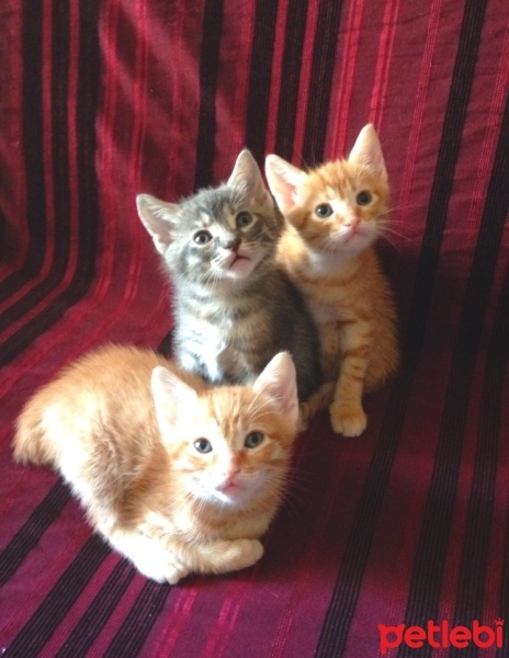 Tekir Kedi, Kedi Simba fotoğrafı