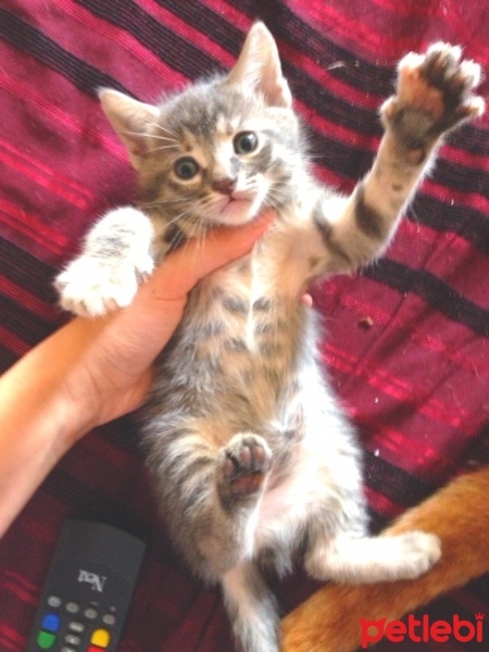 Tekir Kedi, Kedi Simba fotoğrafı