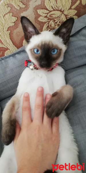 Siyam Kedisi, Kedi Asil fotoğrafı